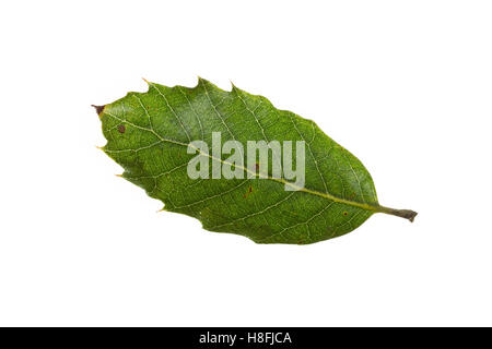 Steineiche, Stein-Eiche, Eiche, Steineiche, Quercus Ilex, Steineiche, immergrünen Eichen, Le Chêne Vert, l'Yeuse, Chêne faux Houx. Blatt Stockfoto