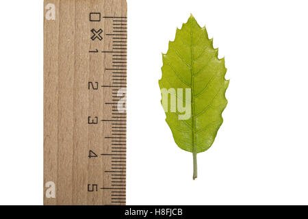 Steineiche, Stein-Eiche, Eiche, Steineiche, Quercus Ilex, Steineiche, immergrünen Eichen, Le Chêne Vert, l'Yeuse, Chêne faux Houx. Blatt Stockfoto