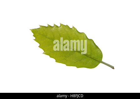 Steineiche, Stein-Eiche, Eiche, Steineiche, Quercus Ilex, Steineiche, immergrünen Eichen, Le Chêne Vert, l'Yeuse, Chêne faux Houx. Blatt Stockfoto