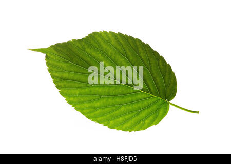 Taschentuch-Baum, Taschentuchbaum, Taubenbaum, Taschentuchbaum, Handkerchi, Davidia Involucrata, Davidia Involucrata var. vilmoriniana Stockfoto