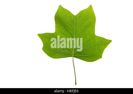 Amerikanischer Tulpenbaum, Tulpen-Baum, Magnolie, Liriodendron Tulipifera, Kanarischen Whitewood, Tulip Polar, Tulpenbaum, Le Tulipie Stockfoto