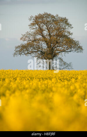Raps Brassica Napus in Blume über Bauern Feld massenhaft bei Sonnenuntergang, Essex April Stockfoto