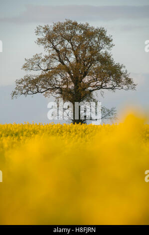 Raps Brassica Napus in Blume über Bauern Feld massenhaft bei Sonnenuntergang, Essex April Stockfoto