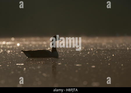 Kanadagans Branta Canadensis Hintergrundbeleuchtung auf nebligen See im Morgengrauen, Essex, Oktober Stockfoto