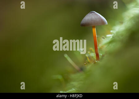 Saffrondrop Motorhaube Mycena Crocata wächst aus Moos bedeckt Waldboden, Essex, Oktober Stockfoto