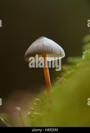 Saffrondrop Motorhaube Mycena Crocata wächst aus Moos bedeckt Waldboden, Essex, Oktober Stockfoto