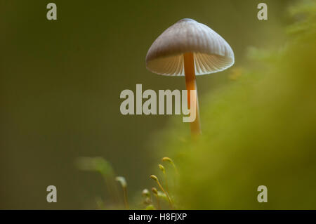 Saffrondrop Motorhaube Mycena Crocata wächst aus Moos bedeckt Waldboden, Essex, Oktober Stockfoto