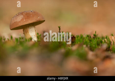 Penny Bun Boletus Edulis Pilz oder Cep, wächst aus Moos bedeckt Waldboden, Essex, Oktober Stockfoto