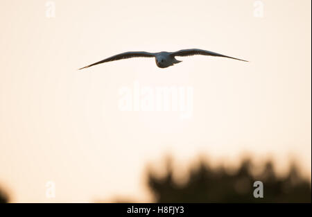 Schwarze Spitze Gull Chroicocephalus Ridibundus im Flug bei Sonnenaufgang, Silhouette gegen den Himmel, Essex, Oktober Stockfoto