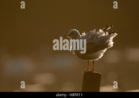 Schwarze Spitze Gull Chroicocephalus Ridibundus Kräuseln Federn nach putzen bei Sonnenaufgang, Essex, Oktober Stockfoto