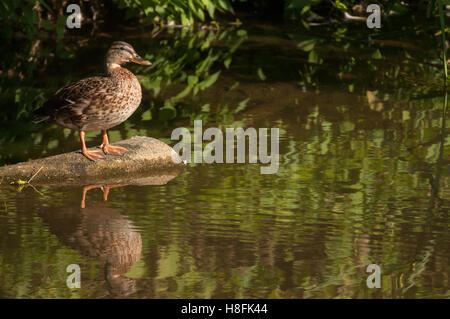 Stockente Anas Platyrhynchos weiblicher Vogel stehend ein waterside Protokoll zeigt seine Reflexion, September, Essex Stockfoto