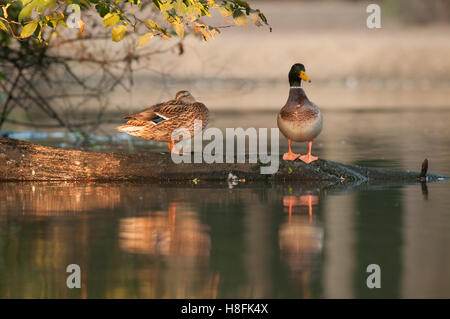 Ein paar der Stockente Anas Platyrhynchos thront auf einem Baumstamm zeigt ihre Reflexionen, Essex, September Stockfoto