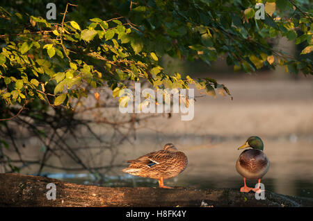 Ein paar der Stockente Anas Platyrhynchos thront auf einem Baumstamm zeigt ihre Reflexionen, Essex, September Stockfoto