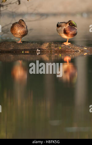 Ein paar der Stockente Anas Platyrhynchos thront auf einem Baumstamm zeigt ihre Reflexionen, Essex, September Stockfoto