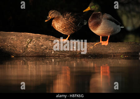 Ein paar der Stockente Anas Platyrhynchos thront auf einem Baumstamm zeigt ihre Reflexionen, Essex, September Stockfoto