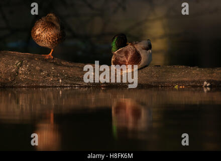 Stockente Anas Platyrhynchos paar Schlafplatz, Essex, September Stockfoto