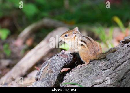 Ein Streifenhörnchen thront auf einem Baumstumpf. Stockfoto