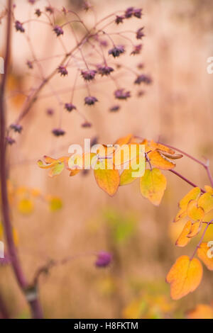 Thalictrum 'Elin', (Meadow Rue). Oudolf Feld, Hauser & Wirth, Bruton, Somerset, Vereinigtes Königreich. September. Designer Piet Oudolf Stockfoto