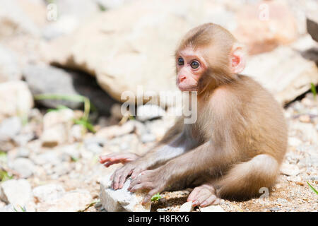 Affenpark Jigokudani, Yudanaka, Japan. Ein Säugling japanischen Makaken (Macaca Fuscata). Stockfoto