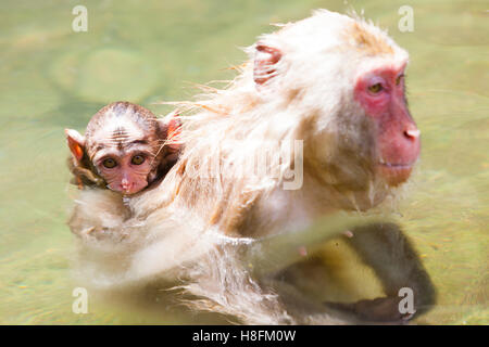 Affenpark Jigokudani, Yudanaka, Japan. Ein sehr jungen japanischen Makaken (Macaca Fuscata) bemüht sich, den Kopf über Wasser zu halten Stockfoto