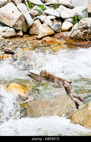 Affenpark Jigokudani, Yudanaka, Japan. Eine Erwachsene japanischen Makaken (Macaca Fuscata) springt über einen Fluss. Stockfoto