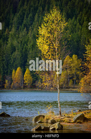Allein Birke auf Lake Saint Ann Stockfoto