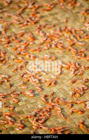 Getrocknete Garnelen, Graben Khla, schwimmenden Fischerdorf, Tonle Sap See, Kambodscha Stockfoto