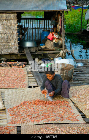 Getrocknete Garnelen, Graben Khla, schwimmenden Fischerdorf, Tonle Sap See, Kambodscha Stockfoto