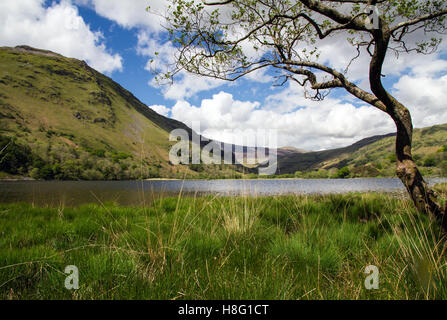 Ein Blick vom Ufer entlang Llyn Gwynant Pen-Y-Pass mit Glyder Fawr darüber hinaus in die Ferne blickt. Stockfoto