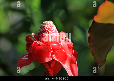 Rote Lampe Ingwer Blume, Mexiko Stockfoto