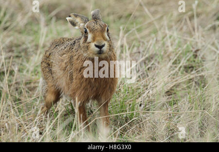 Ein braun-Hase (Lepus Europaeus) stehen in einem Feld lange Gras. Stockfoto