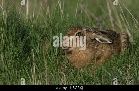 Ein brauner Hase (Lepus Europaeus) im langen Gras stossen seine Zunge. Stockfoto