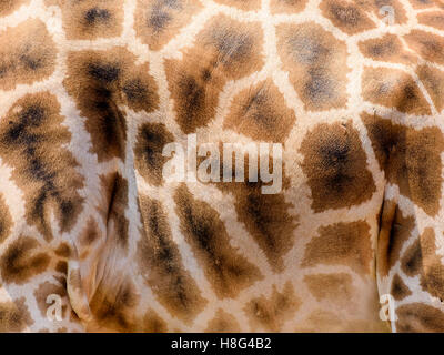 Giraffe Leder Haut Hintergrundtextur Stockfoto