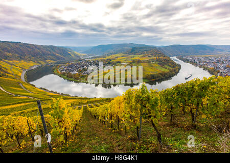 Mosel-Tal, nahe dem Dorf Kröv, Deutschland, Mosel, Flussschleife, Weinberge im Herbst, Frachtschiff auf dem Fluss, Stockfoto