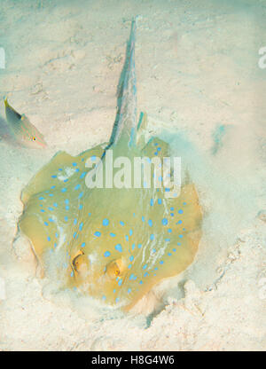 Blue Ray, roten Meer entdeckt Stockfoto