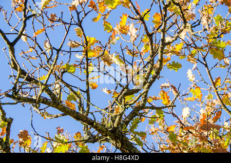 FORET DE STE BAUME, ARBRES EN AUTOMNE, VAR 83 FRANKREICH Stockfoto