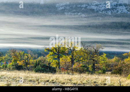 FORET DE STE BAUME, BRUME, VAR 83 FRANKREICH Stockfoto