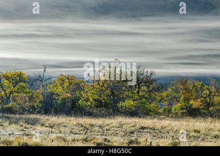 FORET DE STE BAUME, BRUME, VAR 83 FRANKREICH Stockfoto