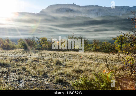 FORET DE STE BAUME, BRUME, VAR 83 FRANKREICH Stockfoto