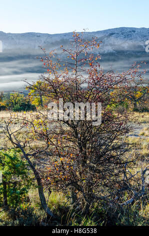 FORET DE STE BAUME, BRUME, VAR 83 FRANKREICH Stockfoto