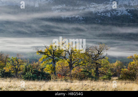 FORET DE STE BAUME, BRUME, VAR 83 FRANKREICH Stockfoto