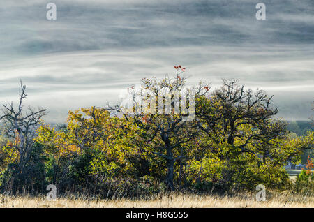 FORET DE STE BAUME, BRUME, VAR 83 FRANKREICH Stockfoto