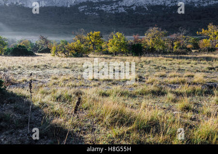 FORET DE STE BAUME, BRUME, VAR 83 FRANKREICH Stockfoto