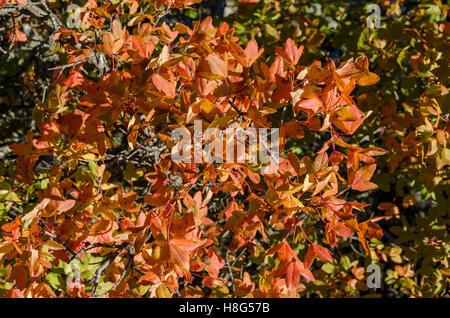 FORET DE STE BAUME, ABLE DE MONTPELLIER, VAR 83 FRANKREICH Stockfoto