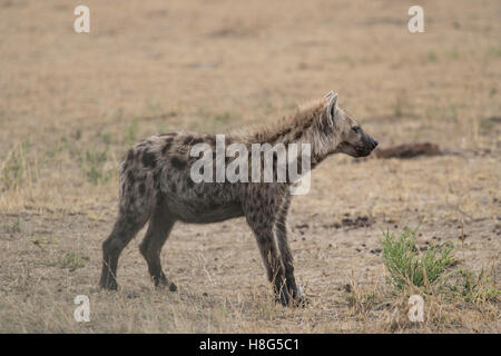 Eine gefleckte oder lachende Hyäne in der nördlichen Serengeti Stockfoto