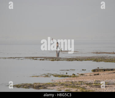 Einheimischen sammeln Seeigel in der Lagune auf der Insel Sansibar Stockfoto