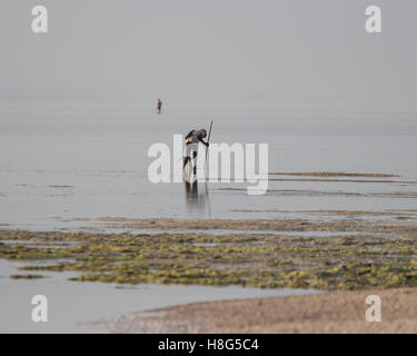 Einheimischen sammeln Seeigel in der Lagune auf der Insel Sansibar Stockfoto