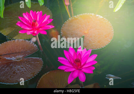 Nahaufnahme Foto leuchtend rosa Farbe Twin Blüten- oder Seerose Lotusblüte im Teich Hintergrund mit sonnigen Licht am Morgen Stockfoto