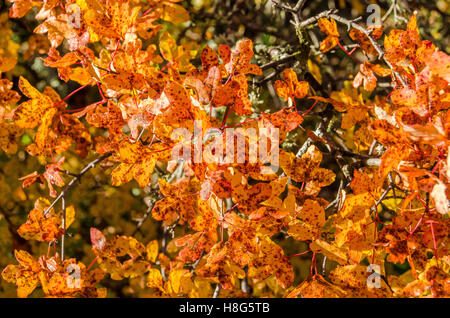 FORET DE STE BAUME, ABLE DE MONTPELLIER, VAR 83 FRANKREICH Stockfoto