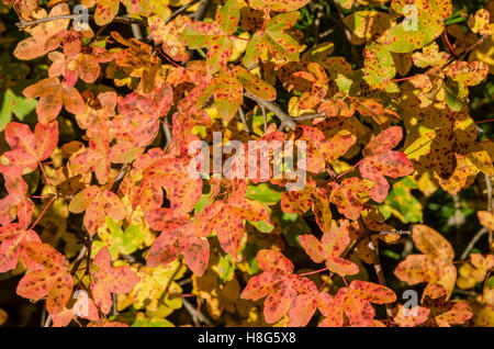 FORET DE STE BAUME, ABLE DE MONTPELLIER, VAR 83 FRANKREICH Stockfoto